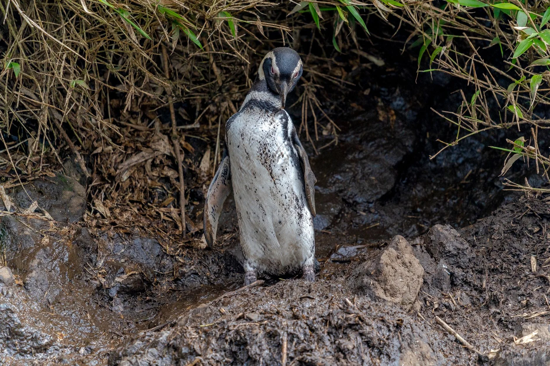 Pingouins, baleines et sorties en mer