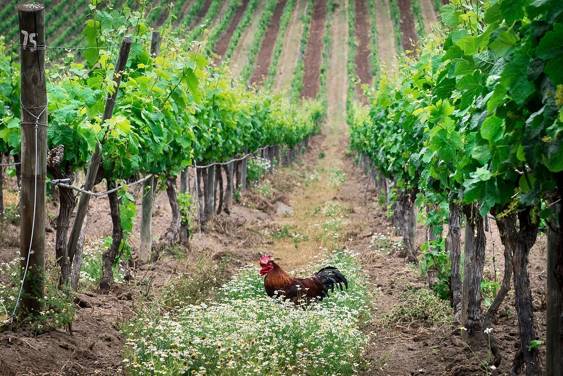Casablanca : les vins blancs sous influence océanique